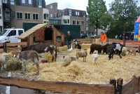 /album/fotogallerij/paardenmarkt-2014-002-medium-jpg/